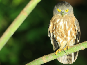 Andaman Hawk Owl, 安达曼鹰鸮, Ninox affinis-gallery-4