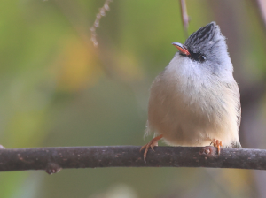 Black-chinned Yuhina, 黑颏凤鹛, Yuhina nigrimenta-gallery-55