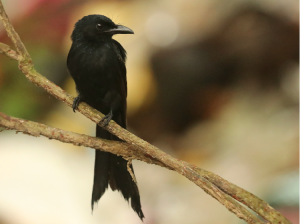 Andaman Drongo, 安达曼卷尾, Dicrurus andamanensis-gallery-12