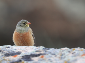 Ortolan Bunting, 圃鹀, Emberiza hortulana-gallery-21