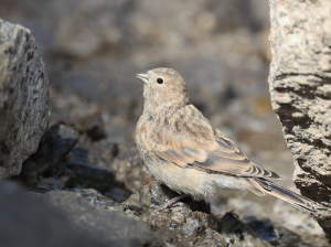 Twite, 黄嘴朱顶雀, Linaria flavirostris-gallery-28