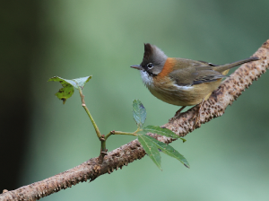 Whiskered Yuhina, 黄颈凤鹛, Yuhina flavicollis-gallery-32