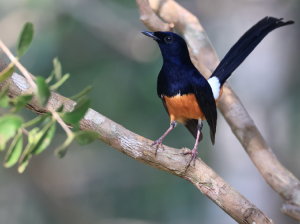 White-rumped Shama, 白腰鹊鸲, Copsychus malabaricus-gallery-52