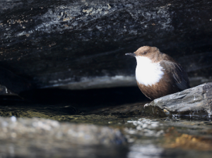 White-throated Dipper, 河乌, Cinclus cinclus-gallery-77