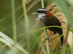 Taiwan Scimitar Babbler, 台湾棕颈钩嘴鹛, Pomatorhinus musicus-gallery-36
