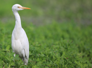 Eastern Cattle Egret, 牛背鹭, Bubulcus coromandus-gallery-26