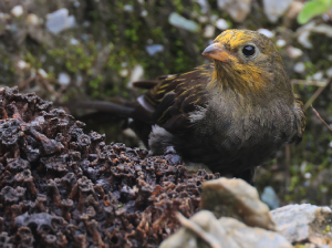 Yellow-rumped Honeyguide, 黄腰响蜜?, Indicator xanthonotus-gallery-24