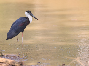 Woolly-necked Stork, 白颈鹳, Ciconia episcopus-gallery-1