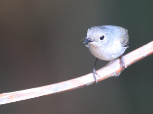 Little Pied Flycatcher, 小斑姬鹟, Ficedula westermanni-gallery-1