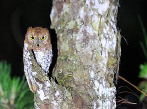 Oriental Scops Owl, 红角鸮, Otus sunia-gallery-64