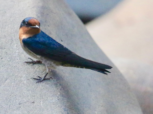 Pacific Swallow, 洋斑燕, Hirundo tahitica-gallery-47