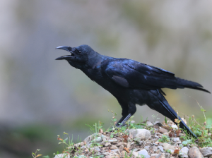 Eastern Jungle Crow, 丛林鸦, Corvus levaillantii-gallery-8