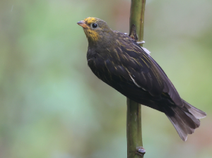 Yellow-rumped Honeyguide, 黄腰响蜜, Indicator xanthonotus-gallery-44