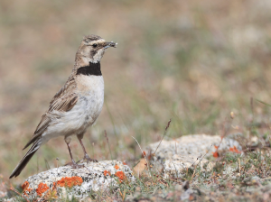 Tibetan Lark, 长嘴百灵, Melanocorypha maxima-gallery-23