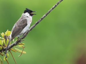 Sooty-headed Bulbul, 白喉红臀鹎, Pycnonotus aurigaster-gallery-17