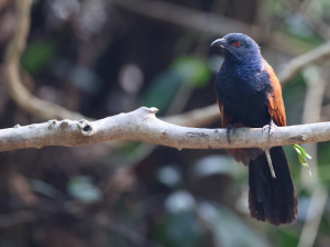 Greater Coucal, 褐翅鸦鹃, Centropus sinensis-gallery-33
