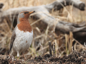 Red-throated Thrush, 赤颈鸫, Turdus ruficollis-gallery-15