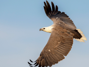 White-bellied Sea Eagle, 白腹海雕, Haliaeetus leucogaster-gallery-60