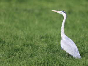 Grey Heron, 苍鹭, Ardea cinerea-gallery-23