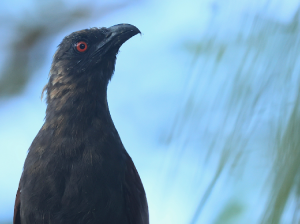 Andaman Coucal, 褐鸦鹃, Centropus andamanensis-gallery-19