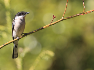 Bar-winged Flycatcher Shrike, 褐背鹟鵙, Hemipus picatus-gallery-8