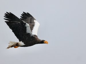 Steller’s Sea Eagle, 虎头海雕, Haliaeetus pelagicus-gallery-16
