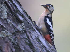 Himalayan Woodpecker, 喜马拉雅啄木鸟, Dendrocopos himalayensis-gallery-2