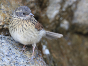 Robin Accentor, 鸲岩鹨, Prunella rubeculoides-gallery-27