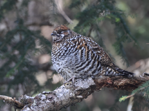 Chinese Grouse, 斑尾榛鸡, Tetrastes sewerzowi-gallery-20