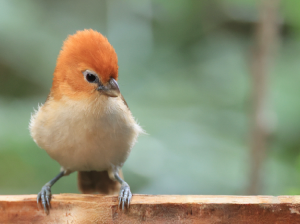 Rufous-headed Parrotbill, 红头鸦雀, Psittiparus bakeri-gallery-6