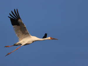 Oriental Stork, 东方白鹳, Ciconia boyciana-gallery-1