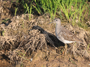 Wood Sandpiper, 林鹬, Tringa glareola-gallery-18
