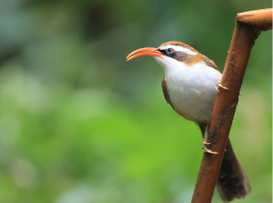 Red-billed Scimitar Babbler, 棕头钩嘴鹛, Pomatorhinus ochraceiceps-gallery-22