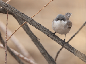 Desert Whitethroat, 沙白喉林莺, Sylvia minula-gallery-67