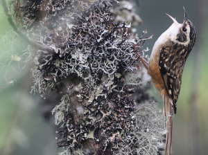Rusty-flanked Treecreeper, 锈红腹旋木雀, Certhia nipalensis-gallery-39