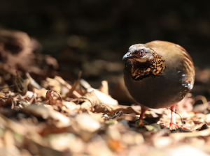 Rufous-throated Partridge, 红喉山鹧鸪, Arborophila rufogularis-gallery-61