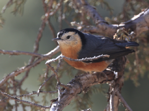 Przevalski’s Nuthatch, 白脸, Sitta przewalskii-gallery-18