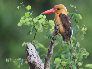 Brown-winged Kingfisher, 褐翅翡翠, Pelargopsis amauroptera-gallery-17
