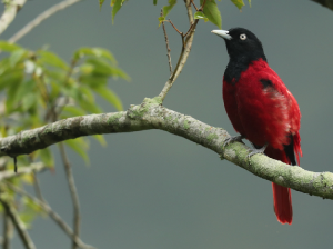 Maroon Oriole, 朱鹂, Oriolus traillii-gallery-37