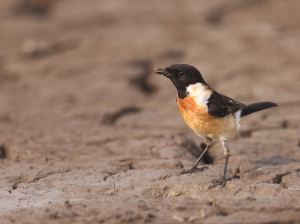 Siberian Stonechat, 黑喉石?, Saxicola maurus-gallery-59