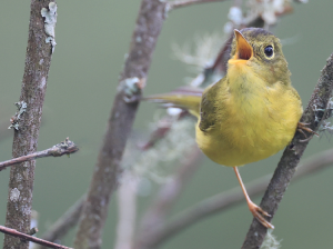 Whistler’s Warbler, 韦氏鹟莺, Phylloscopus whistleri-gallery-9