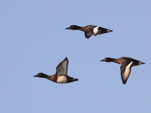 Baer’s Pochard, 青头潜鸭, Aythya baeri-gallery-6