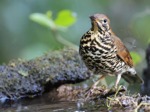 Himalayan Forest Thrush, 喜山光背地鸫, Zoothera salimalii-gallery-34
