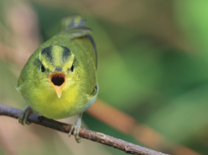 Yellow-vented Warbler, 黄胸柳莺, Phylloscopus cantator-gallery-10