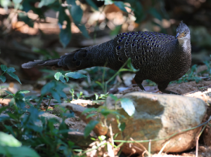 Grey Peacock- Pheasant, 灰孔雀雉, Polyplectron bicalcaratum-gallery-12
