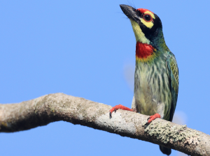 Coppersmith Barbet, 赤胸拟啄木鸟, Psilopogon haemacephalus-gallery-33