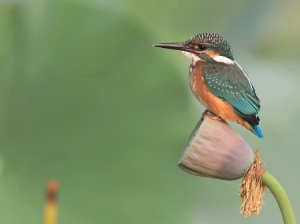 Common Kingfisher, 普通翠鸟, Alcedo atthis-gallery-20