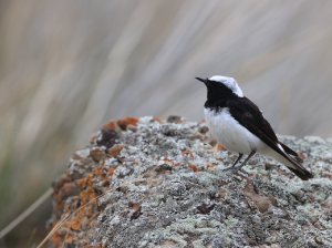 Pied Wheatear, 白顶, Oenanthe pleschanka-gallery-35