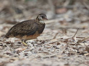 Green-legged Partridge, 绿脚树鹧鸪, Tropicoperdix chloropus-gallery-67