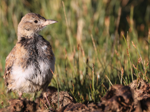 Tibetan Lark, 长嘴百灵, Melanocorypha maxima-gallery-19